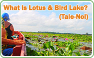What is Lotus and Bird Lake